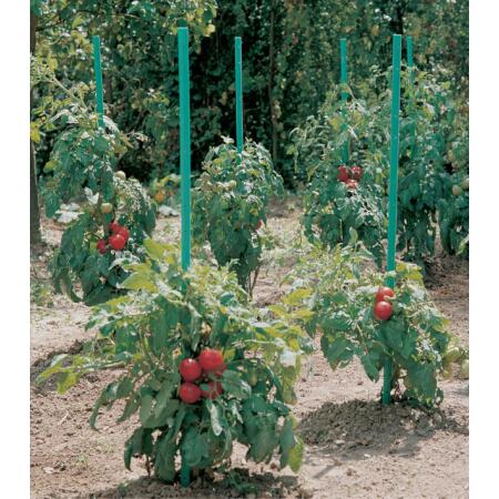 Loodgieter Mars breedte Plantensteun voor tomaten met waterreserve - 150 cm - Webshop - Tuinadvies