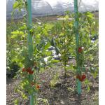 Plantensteun voor tomaten met waterreserve - 150 cm