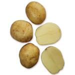 Pootgoed aardappelen Premiere Hollande - 1,5 kg