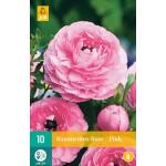 Ranunculus Pink - Ranonkel (10 stuks)