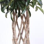 Schefflera arboricola compacta - 120 cm
