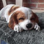 Slapende hond Spaniël