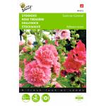 Stokroos Summer Carnival - Alcea rosea