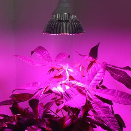 Disciplinair Mauve Lima Supergrow LED-groeilamp 1,5W - Webshop - Tuinadvies