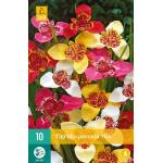 Tigridia pavonia mix (10 stuks)