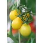 Gele peervormige tomaatjes - Lycopersicon esculentum