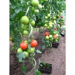 Tomatenspiralen 170 cm (10 stuks)