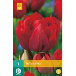 Tulipa Abba - dubbelvroege tulp (7 stuks)