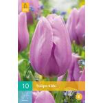 Tulipa Alibi - enkelvroege triumph tulp