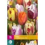 Tulipa Flaming Beauty mix - tweekleurige tulp