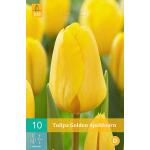 Tulipa Golden Apeldoorn -  tulp darwinhybride