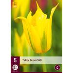Tulipa Green Mile - Leliebloemig (5 stuks)