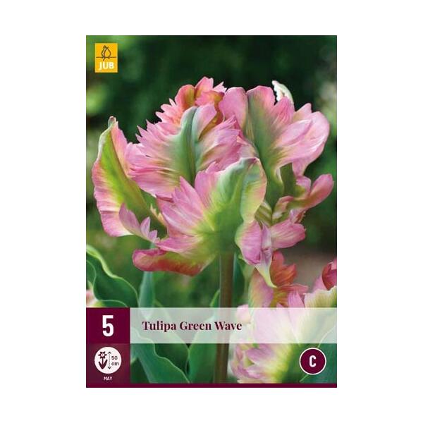  - Tulipa Green Wave
