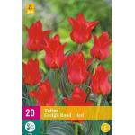 Tulipa Greigii rood - Greigii tulp (20 stuks)