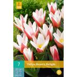 Tulipa Heart's Delight - Kaufmanniana tulp