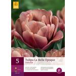 Tulipa La Belle Epoque - Tulp dubbelvroeg