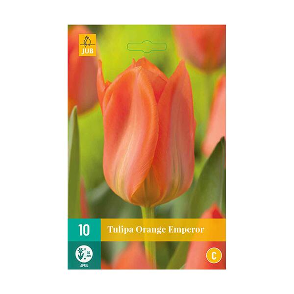  - Tulipa Orange Emperor