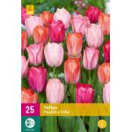 Tulipa Positive Vibe - Triumph (25 stuks)
