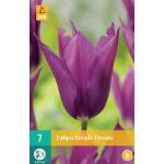 Tulipa Purple Dream (7 stuks)