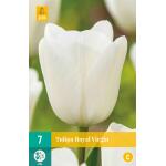 Tulipa Royal Virgin - Triumph (7 stuks)