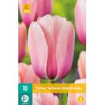 Tulipa Salmon Impression - Darwin hybride (10 stuks)