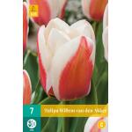 Tulipa Willem van den Akker - Greigii (7 stuks)