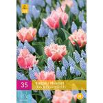 Tulipa/Muscari Dutch Flower Fields - lentebloeiers mix