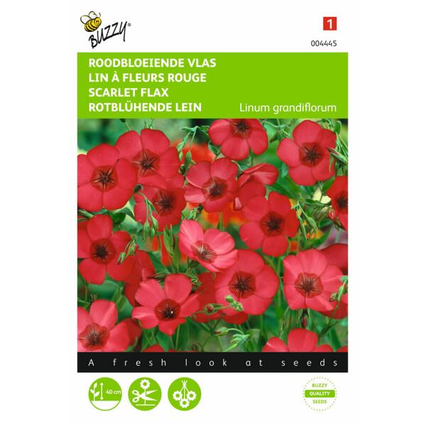  - Vlas - Linum grandiflora Rubrum