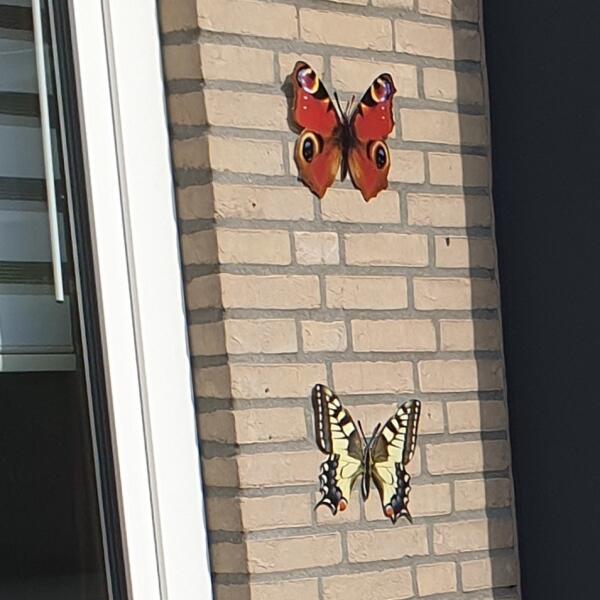 vrouwelijk Lief Schema Muurdecoratie vlinders - levensechte vlinders aan de muur | Wanddecoratie  met dieren | Wanddecoratie | Decoratie en sfeer | Tuinadvies