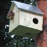 Nestkast voor eekhoorns - naturel hout
