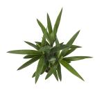 Yucca kamerplant - 40 cm
