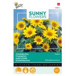 Zonnebloem Pacino Gold - Helianthus  (Sunflowers)