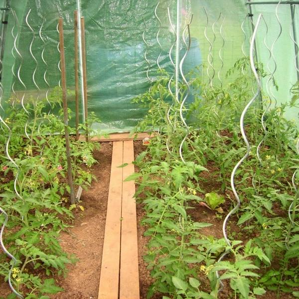 Tomatenspiralen