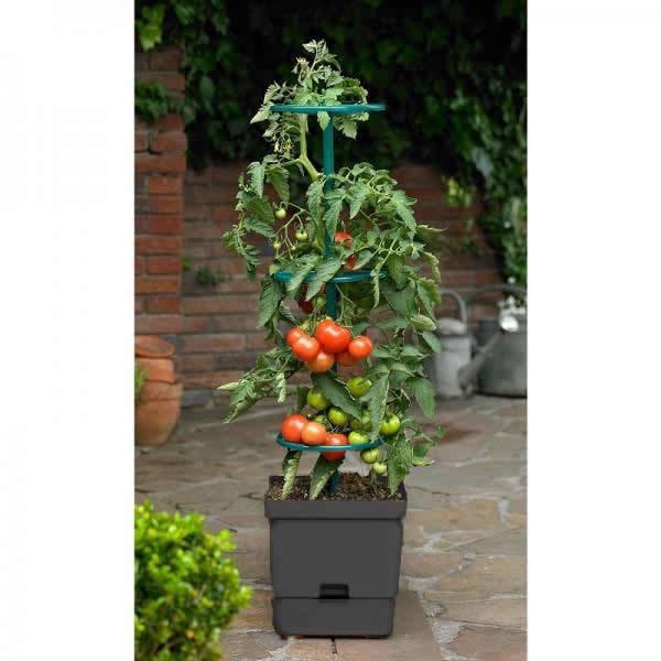 Tomatentoren met waterreservoir