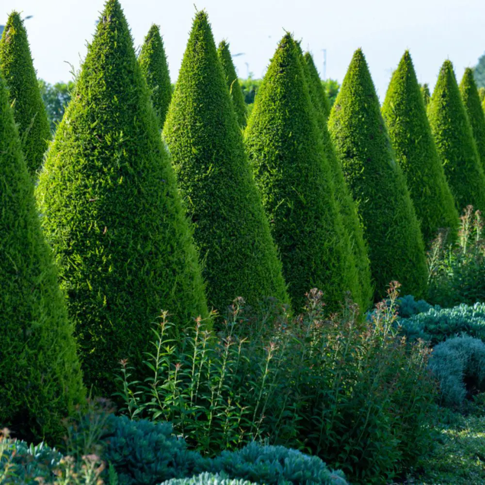 Naaldbomen-coniferen