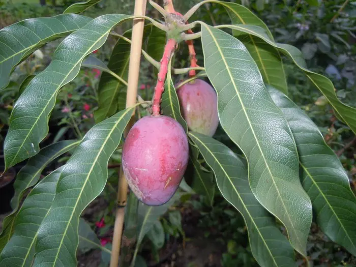 Mangoboom Mangoboom - Tuinadvies België