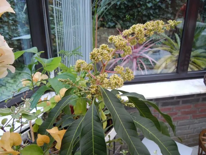 Mangoboom Mangoboom - Tuinadvies België