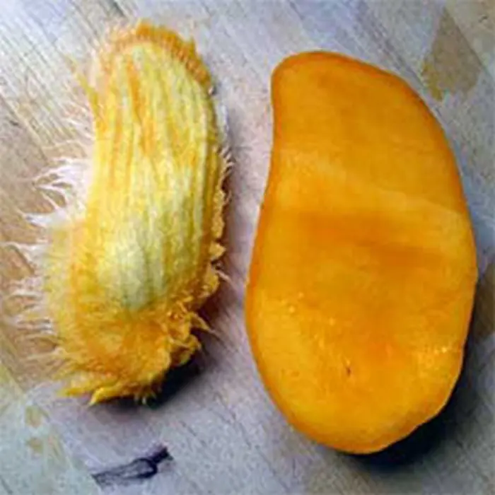 Mangoboom Mangoboom - Tuinadvies België