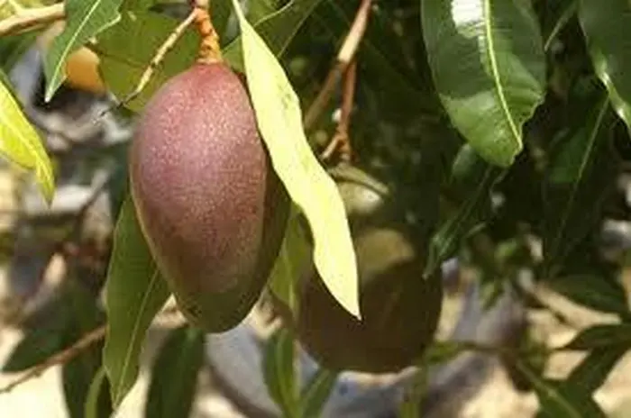 Mangoboom Mangoboom - Tuinadvies België