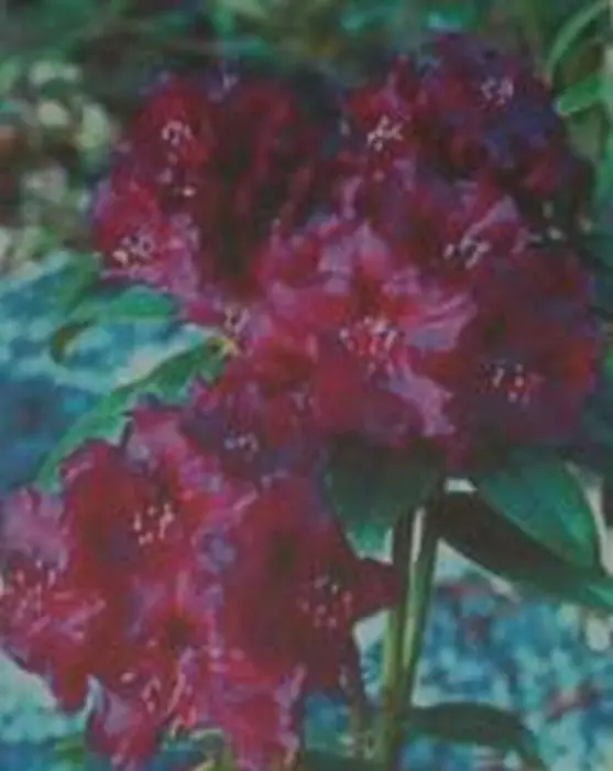 wisteria flower diy Hands Craft DIY Miniature House Kit: Flower Shop
