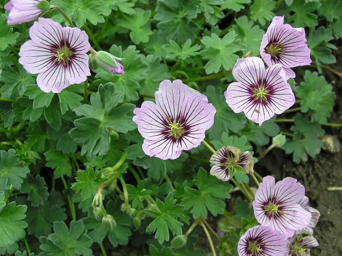 Geranium Rothbury Gem Ooievaarsbek - Tuinadvies België
