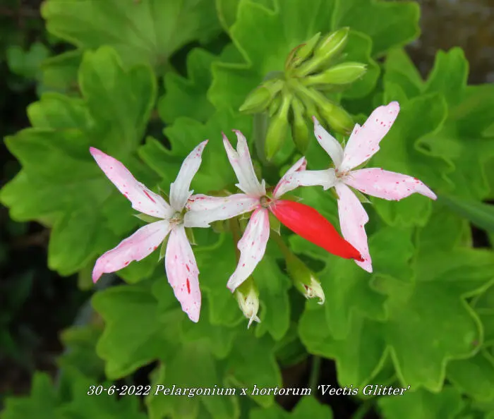 Vectis Geranium Geranium - Tuinadvies België