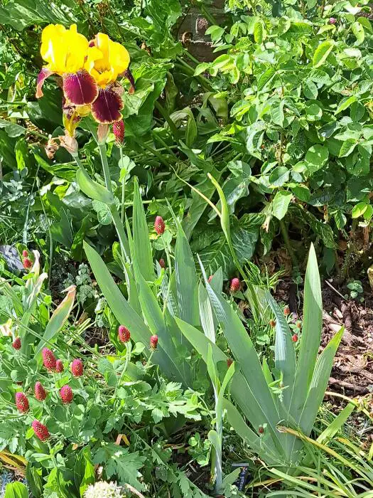 Baardiris - Tuinadvies België
