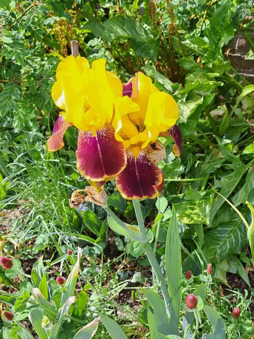 Baardiris - Tuinadvies België