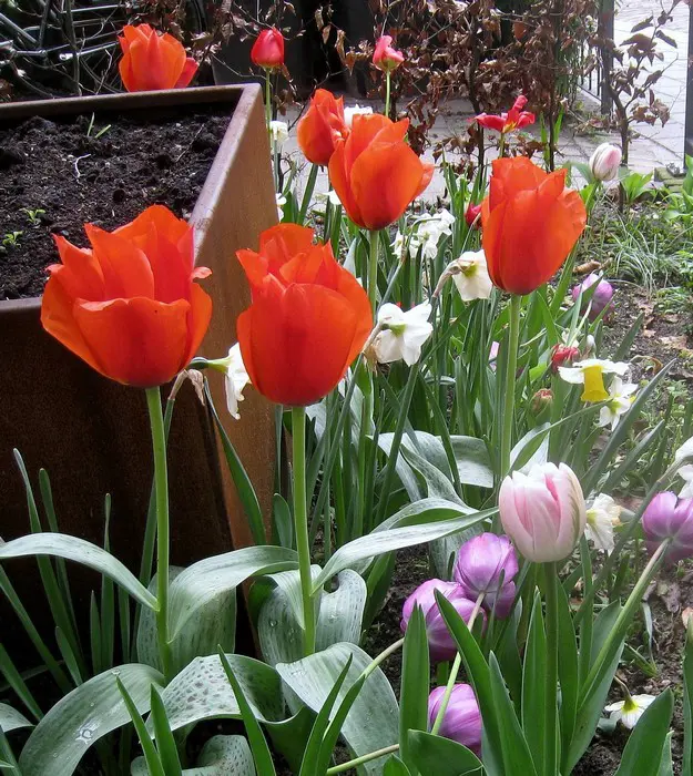 Tulp - Tuinadvies België