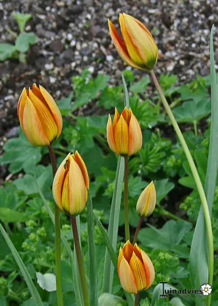 Tulp - Tuinadvies België