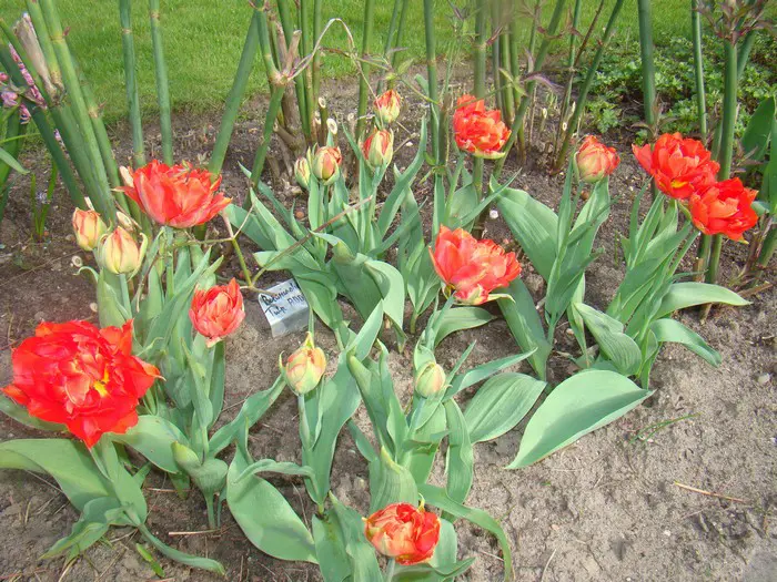 Roba Tulp Tulp - Tuinadvies België