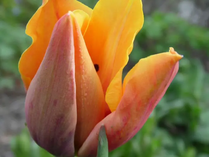 Tulp - Tuinadvies België