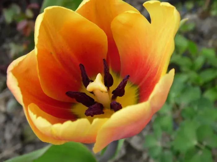 Tulp - Tuinadvies België