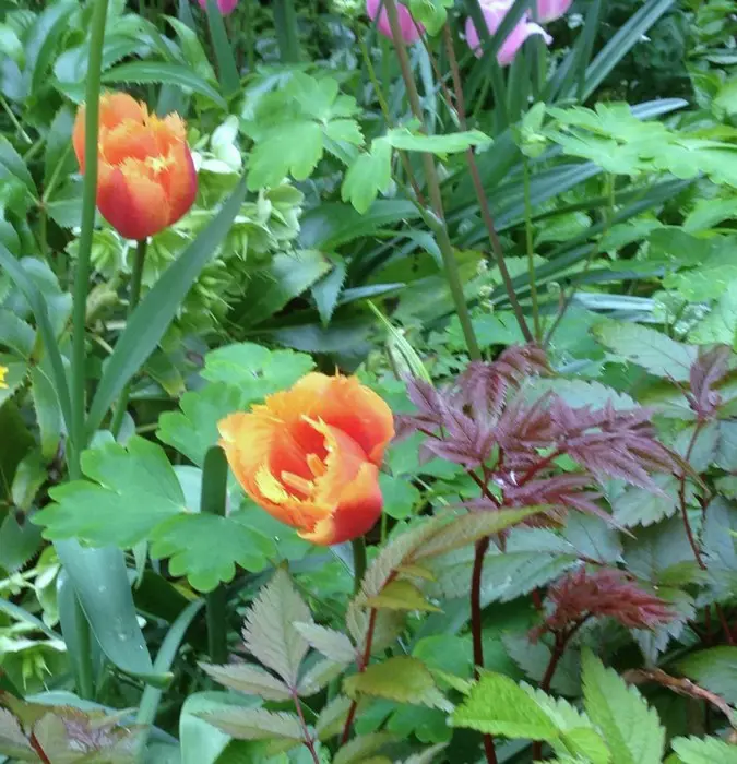 Tulp - Tuinadvies België